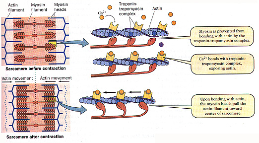 Muscle Contraction Muscle Contraction
