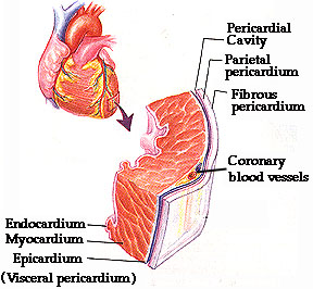 Heart Structure