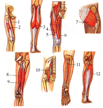 muscles of leg. Arm amp; Leg Muscle Practice Test