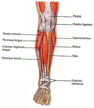 HIP/THIGH/LOWER LEG MUSCLES (ventral, 