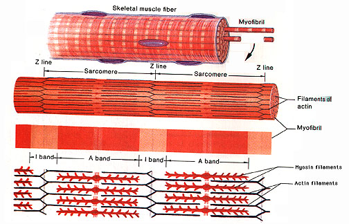 Skeletal Muscle Tissue Skeletal Muscle Tissue