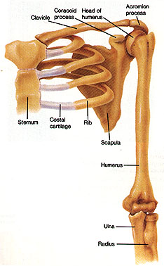 Flat Bone