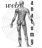 WebAnatomy Logo