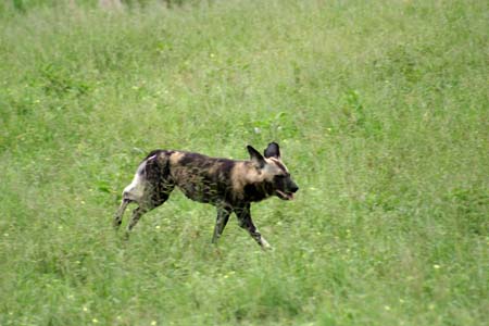 IMG_4987