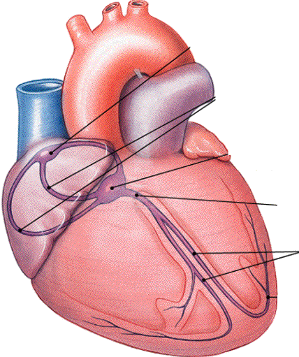 PowerPoint Presentation - Cardiac Conduction System